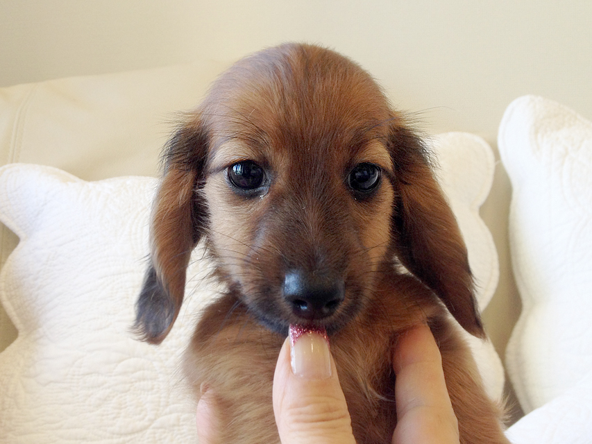 カニヘン　シェーデットレット男の子　ＪＫＣチャンピオン直子