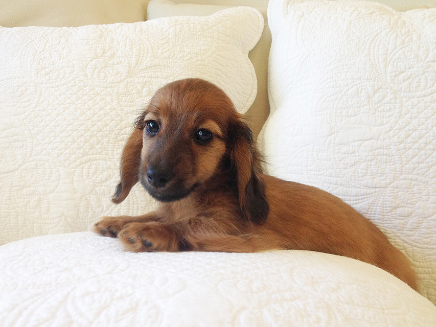 カニヘン　シェーデットレット男の子　ＪＫＣチャンピオン直子