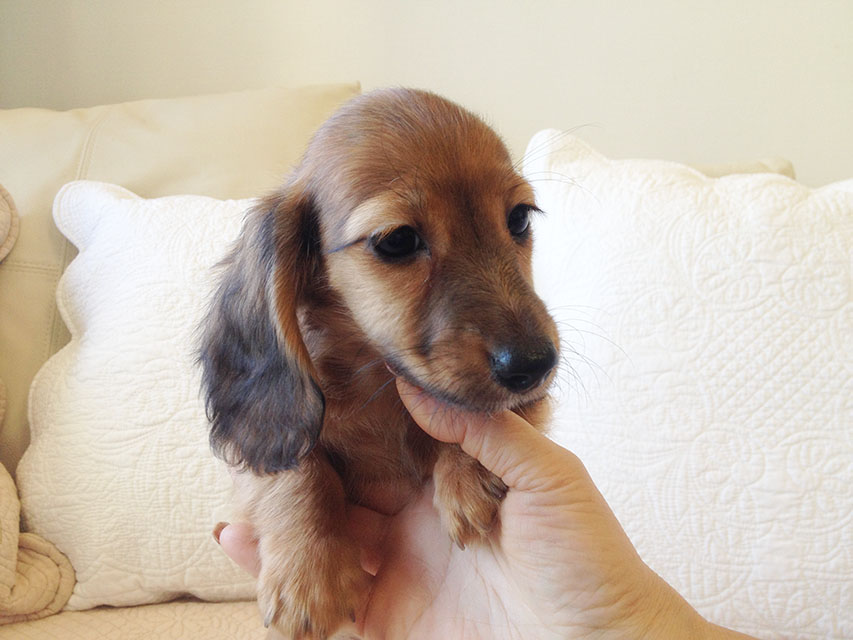 カニヘン　子犬　シェーデットレット男の子