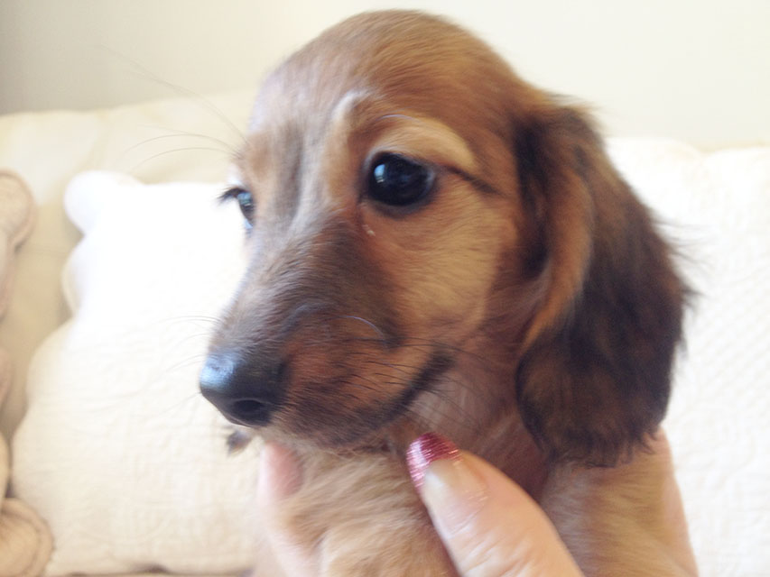 カニヘン　子犬　シェーデットレット男の子