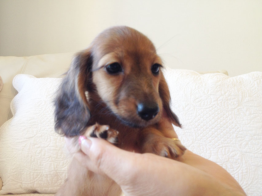 カニヘン　子犬　シェーデットレット男の子