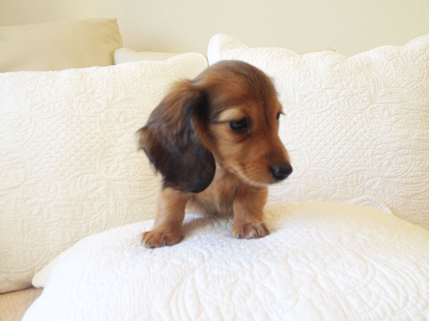 カニヘン　子犬　シェーデットレット男の子