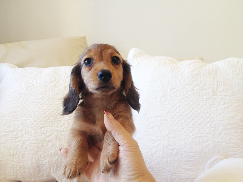 カニヘン　子犬　シェーデットレット男の子