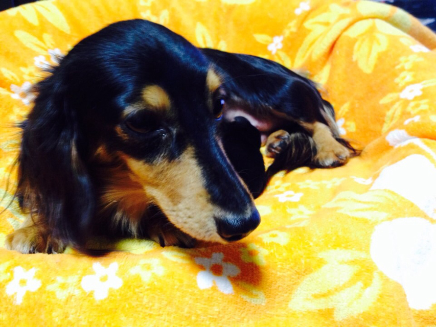 カニンヘンのエルナ2013.11.7出産です カニンヘンのエルナ2013.11.7出産です