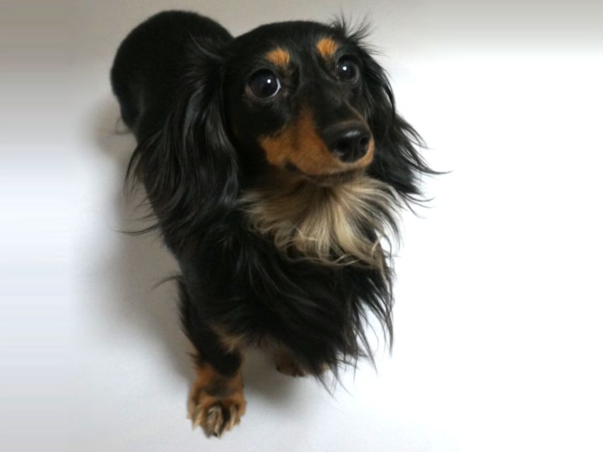 リズ カニンヘン 雌