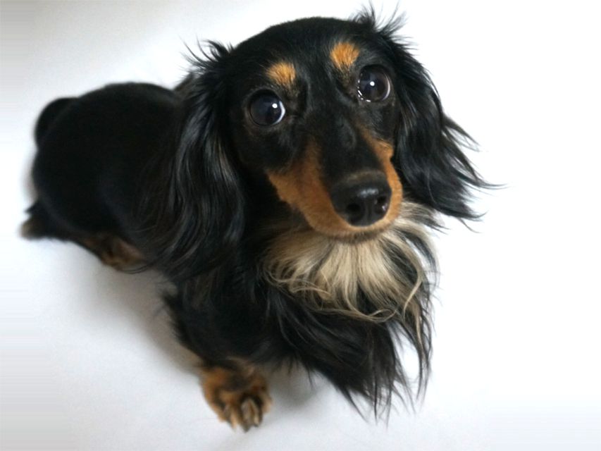 リズ カニンヘン 雌