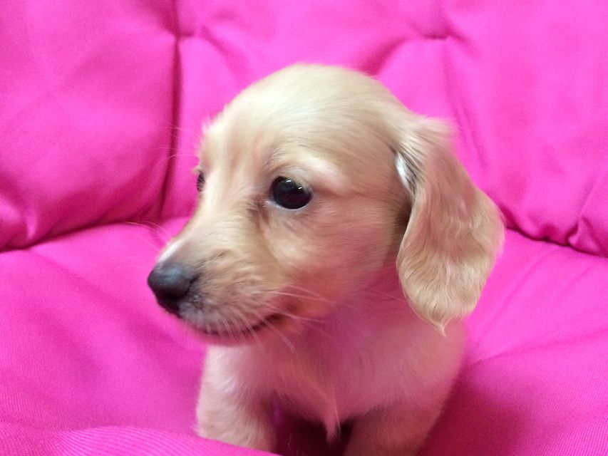 ローラと武蔵の子 クリーム男の子