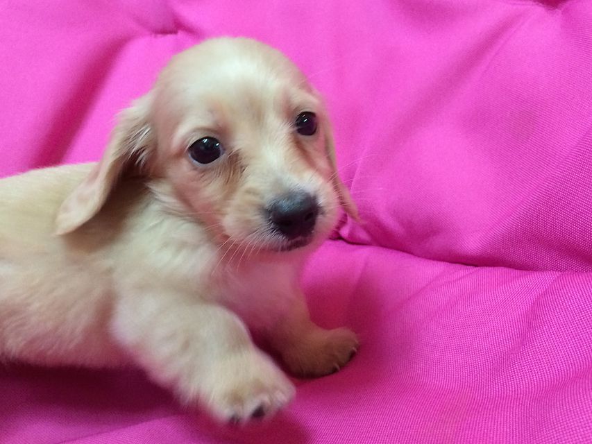 ローラと武蔵の子 クリーム男の子