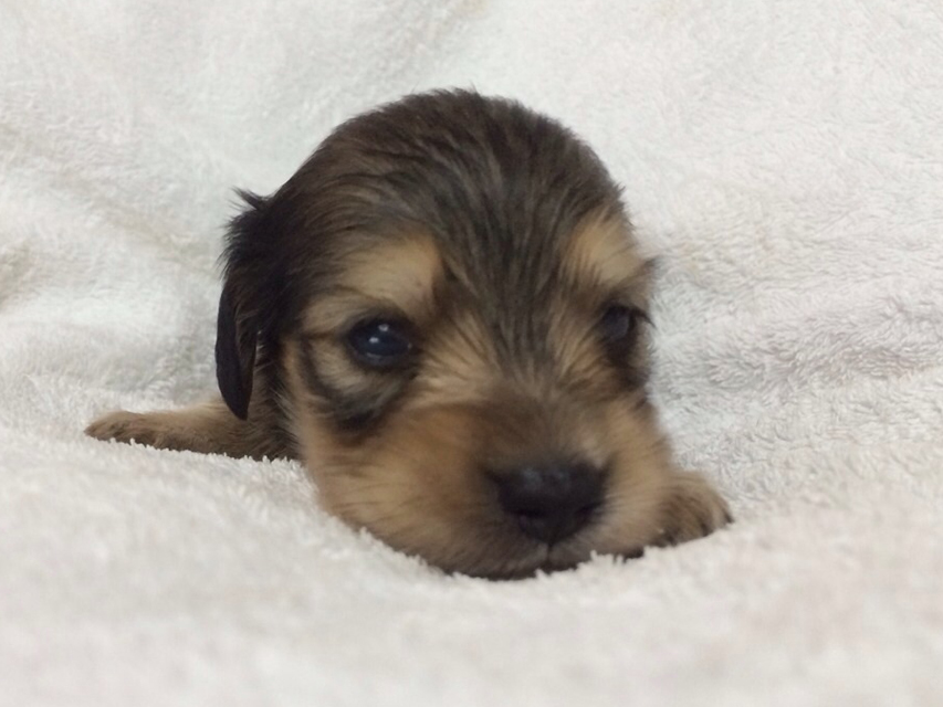 カニンヘンのさくら.miの赤ちゃん シェーデットクリーム 男の子① カニンヘンのさくら.miの赤ちゃん シェーデットクリーム 男の子①