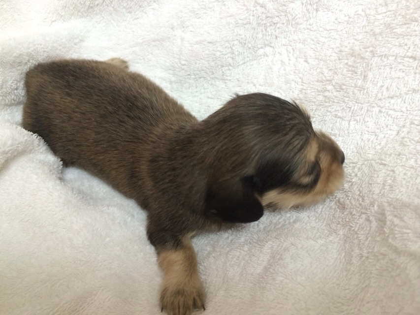 カニンヘンのさくら.miの赤ちゃん シェーデットクリーム 男の子① カニンヘンのさくら.miの赤ちゃん シェーデットクリーム 男の子①