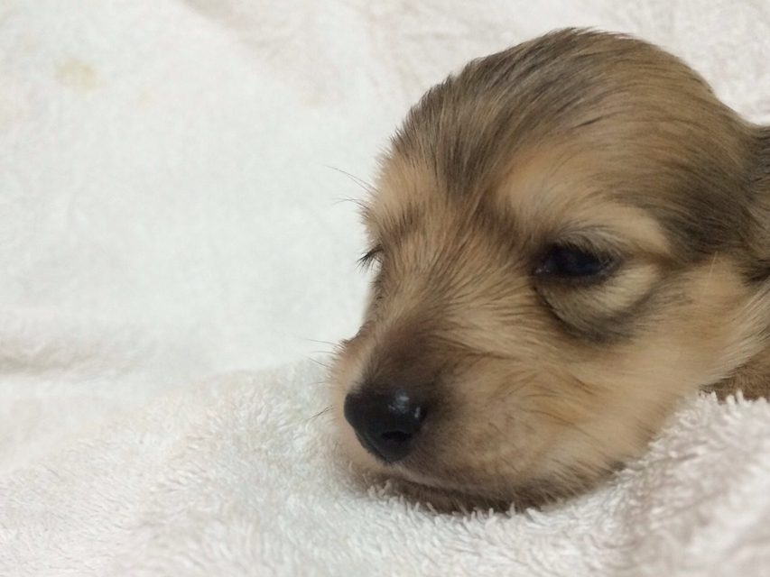 カニンヘンのさくら.miの赤ちゃん　シェーデットクリーム 男の子②