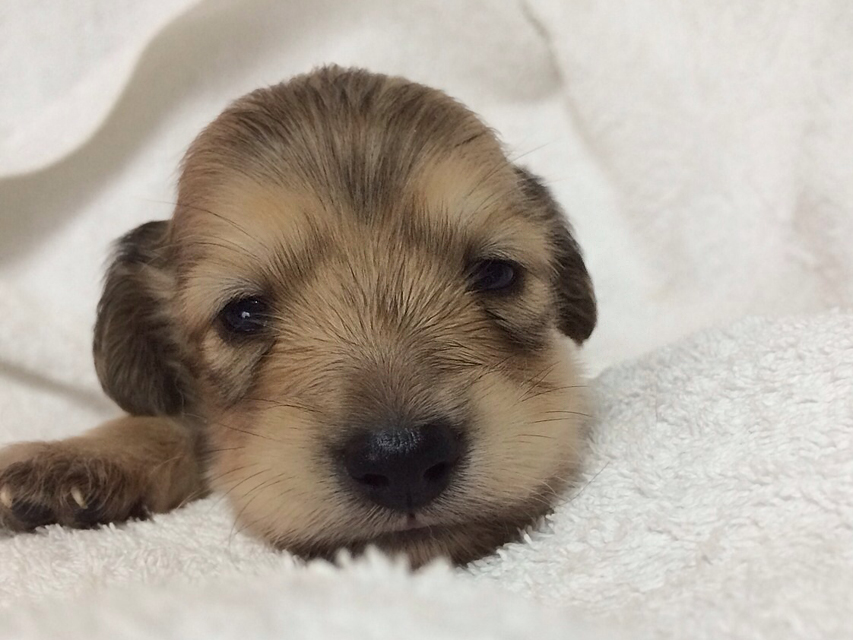 カニンヘンのさくら.miの赤ちゃん　シェーデットクリーム 男の子②