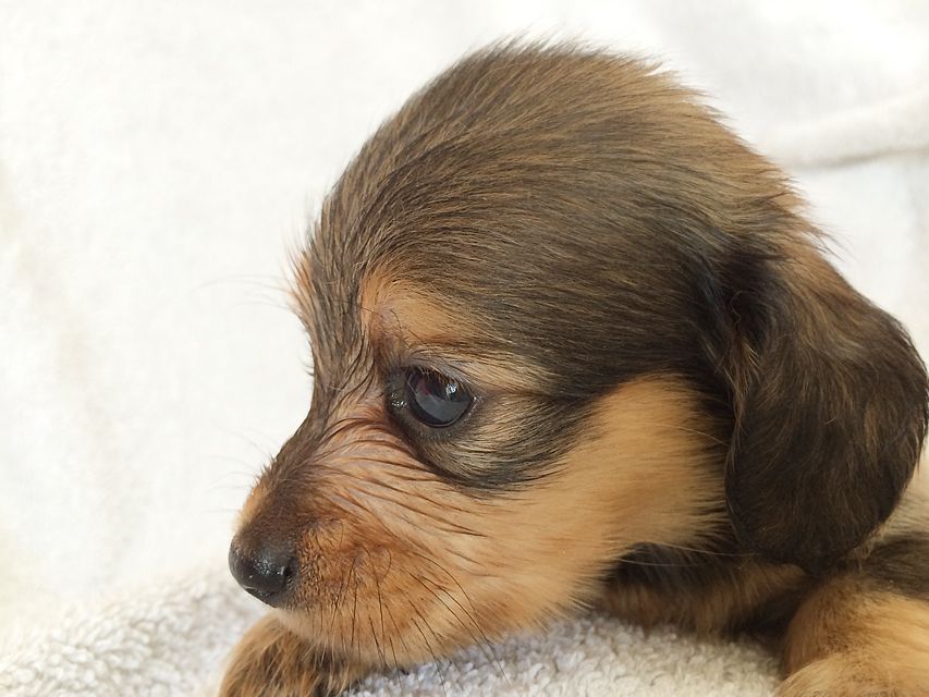 カニンヘン ダックスフンドのさくら.miの赤ちゃん シェーデットクリーム 男の子① カニンヘン ダックスフンドのさくら.miの赤ちゃん シェーデットクリーム 男の子①