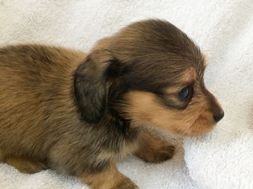 カニンヘン ダックスフンドのさくら.miの赤ちゃん シェーデットクリーム 男の子① カニンヘン ダックスフンドのさくら.miの赤ちゃん シェーデットクリーム 男の子①