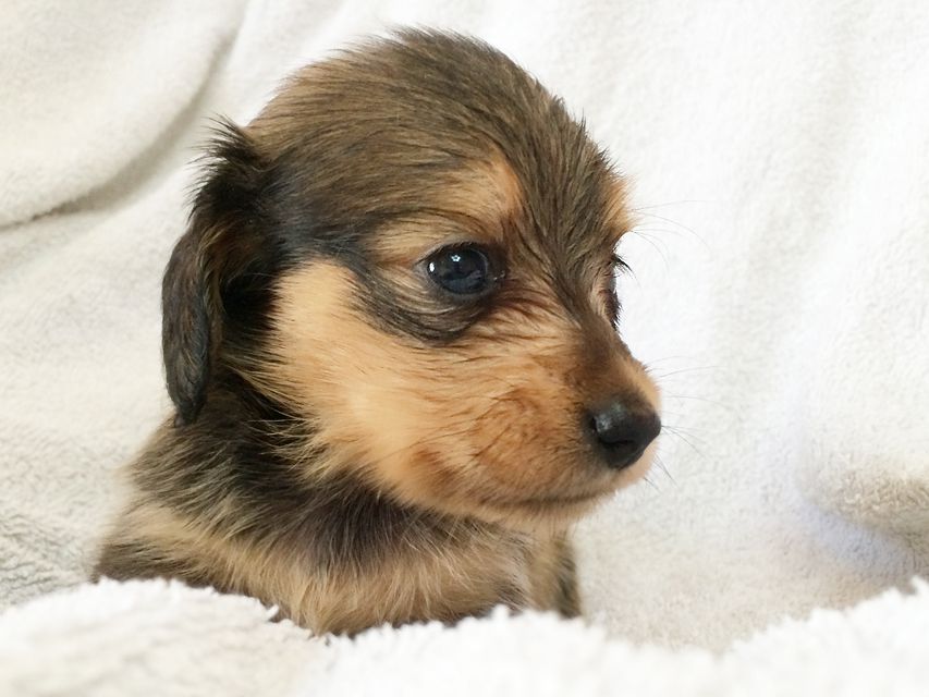 カニンヘン ダックスフンドのさくら.miの赤ちゃん シェーデットクリーム 男の子① カニンヘン ダックスフンドのさくら.miの赤ちゃん シェーデットクリーム 男の子①
