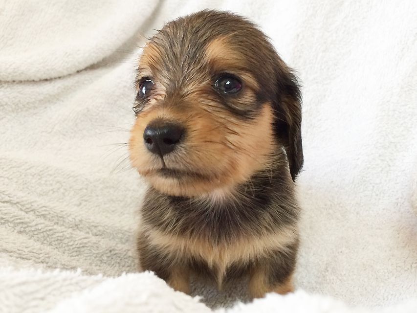 カニンヘン ダックスフンドのさくら.miの赤ちゃん シェーデットクリーム 男の子① カニンヘン ダックスフンドのさくら.miの赤ちゃん シェーデットクリーム 男の子①