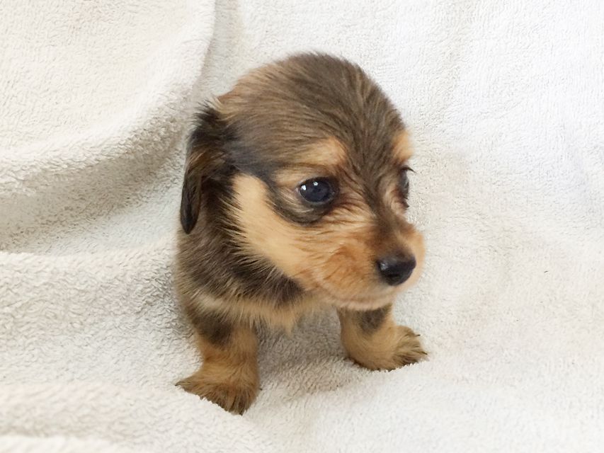 カニンヘン ダックスフンドのさくら.miの赤ちゃん シェーデットクリーム 男の子① カニンヘン ダックスフンドのさくら.miの赤ちゃん シェーデットクリーム 男の子①