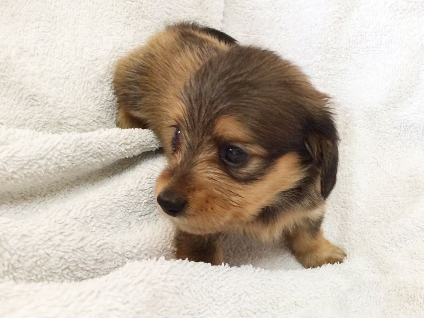 カニンヘン ダックスフンドのさくら.miの赤ちゃん シェーデットクリーム 男の子① カニンヘン ダックスフンドのさくら.miの赤ちゃん シェーデットクリーム 男の子①