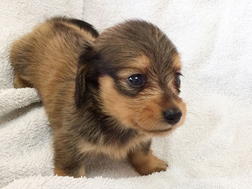 カニンヘン ダックスフンドのさくら.miの赤ちゃん シェーデットクリーム 男の子① カニンヘン ダックスフンドのさくら.miの赤ちゃん シェーデットクリーム 男の子①