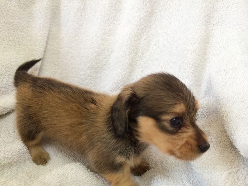 カニンヘン ダックスフンドのさくら.miの赤ちゃん シェーデットクリーム 男の子① カニンヘン ダックスフンドのさくら.miの赤ちゃん シェーデットクリーム 男の子①
