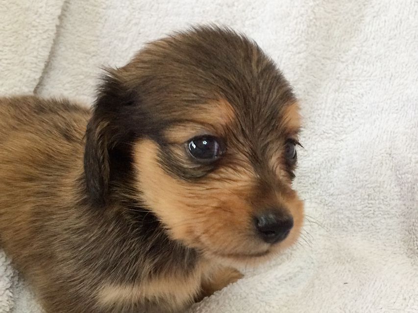 カニンヘン ダックスフンドのさくら.miの赤ちゃん シェーデットクリーム 男の子① カニンヘン ダックスフンドのさくら.miの赤ちゃん シェーデットクリーム 男の子①