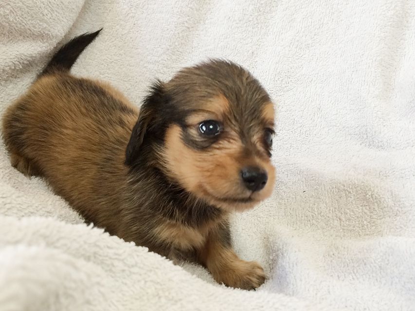 カニンヘン ダックスフンドのさくら.miの赤ちゃん シェーデットクリーム 男の子① カニンヘン ダックスフンドのさくら.miの赤ちゃん シェーデットクリーム 男の子①