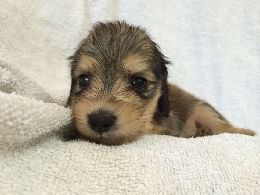 カニンヘン ダックスフンドのさくら.miの赤ちゃん2014-07-17 11.29.23 カニンヘン ダックスフンドのさくら.miの赤ちゃん