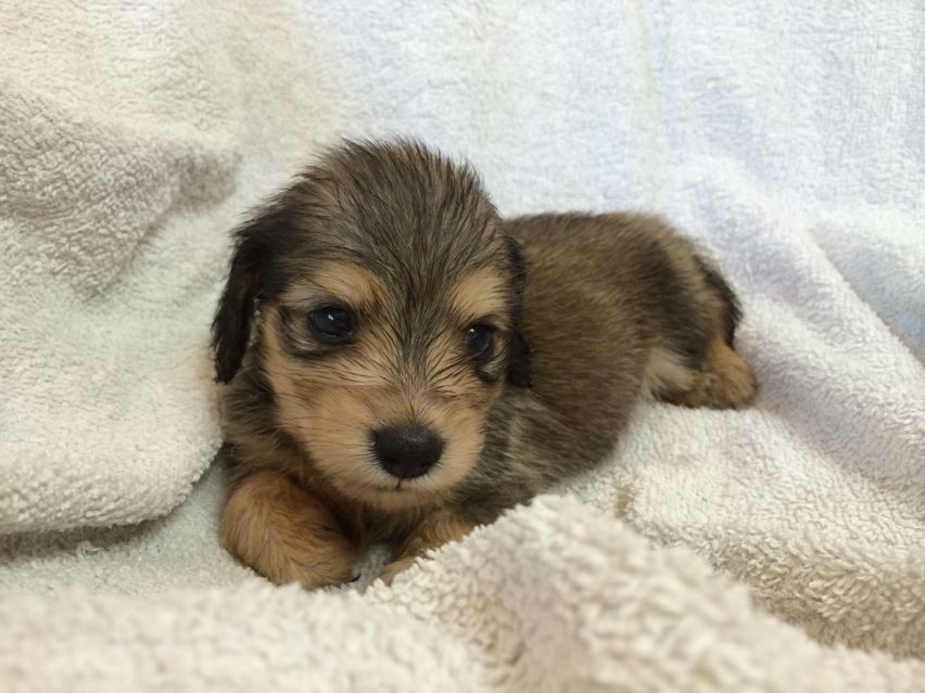 カニンヘン ダックスフンドのさくら.miの赤ちゃん2014-07-17 11.32.22 カニンヘン ダックスフンドのさくら.miの赤ちゃん