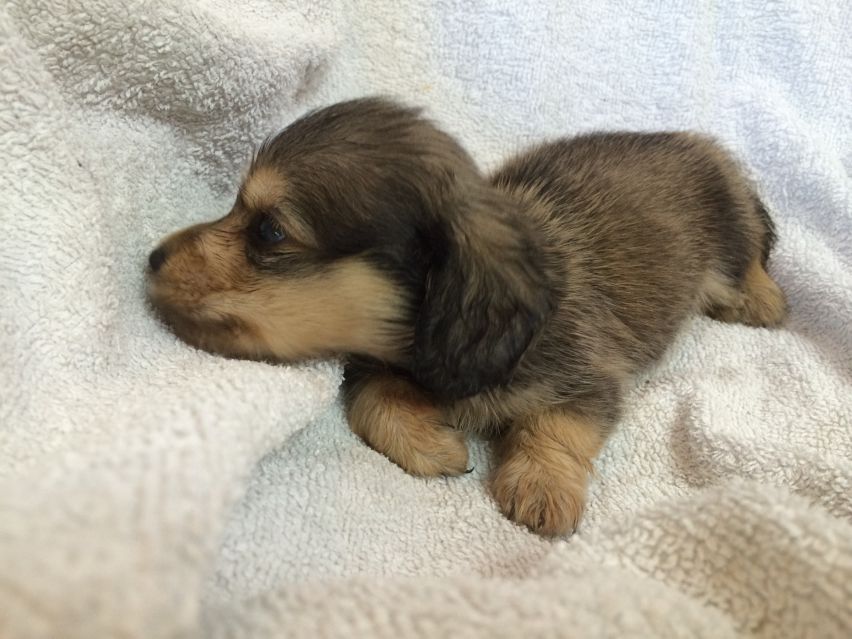 カニンヘン ダックスフンドのさくら.miの赤ちゃん2014-07-17 11.32.34 カニンヘン ダックスフンドのさくら.miの赤ちゃん