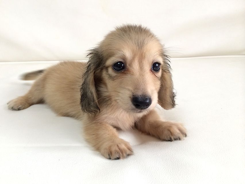カニンヘン ダックスフンド さくら.miの赤ちゃん シェーデットクリーム 男の子②
