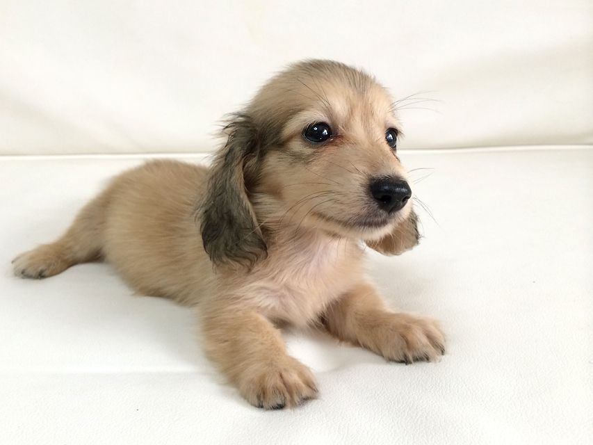 カニンヘン ダックスフンド さくら.miの赤ちゃん シェーデットクリーム 男の子②