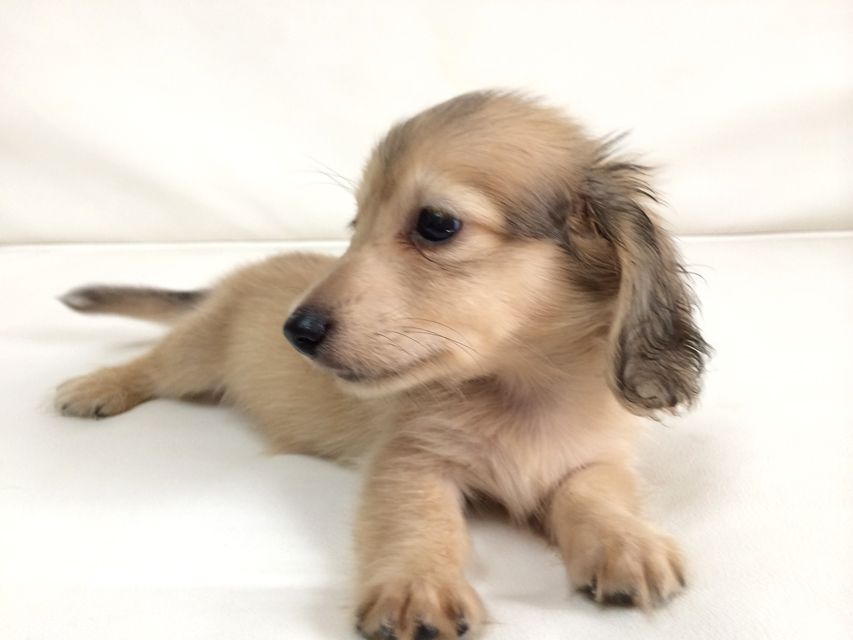 カニンヘン ダックスフンド さくら.miの赤ちゃん シェーデットクリーム 男の子②