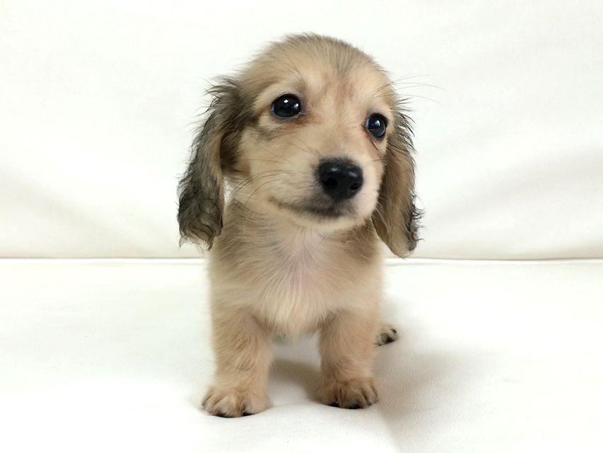 カニンヘン ダックスフンド さくら.miの赤ちゃん シェーデットクリーム 男の子②