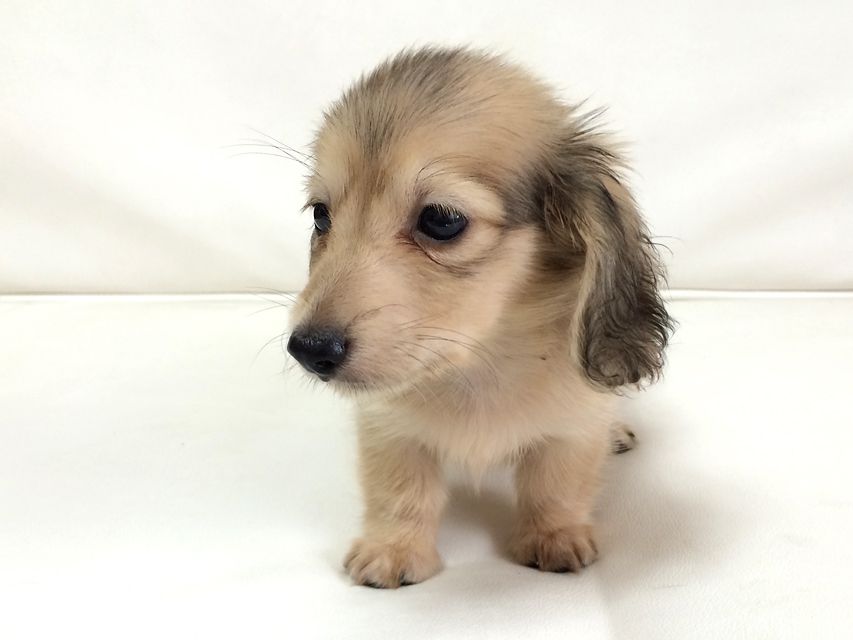 カニンヘン ダックスフンド さくら.miの赤ちゃん シェーデットクリーム 男の子②