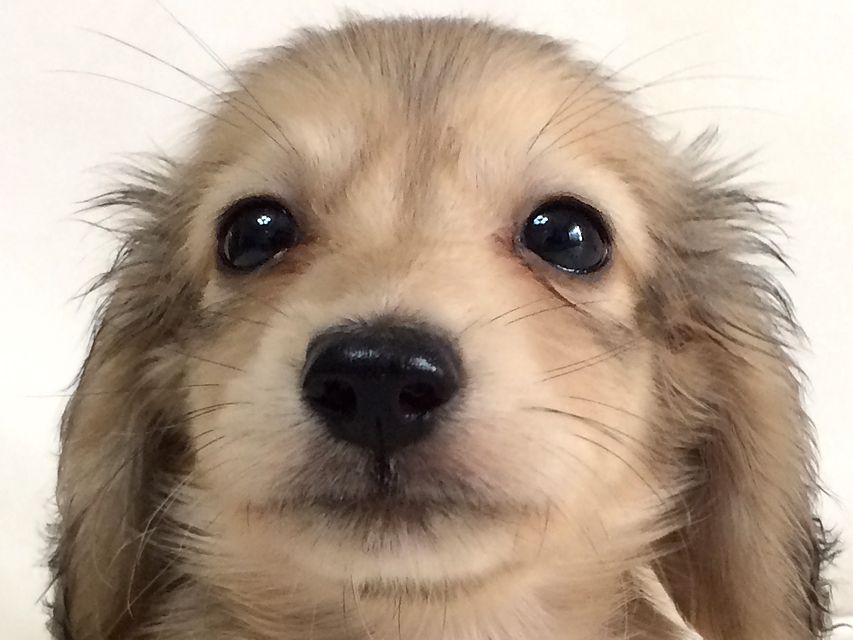 カニンヘン ダックスフンド さくら.miの赤ちゃん シェーデットクリーム 男の子②