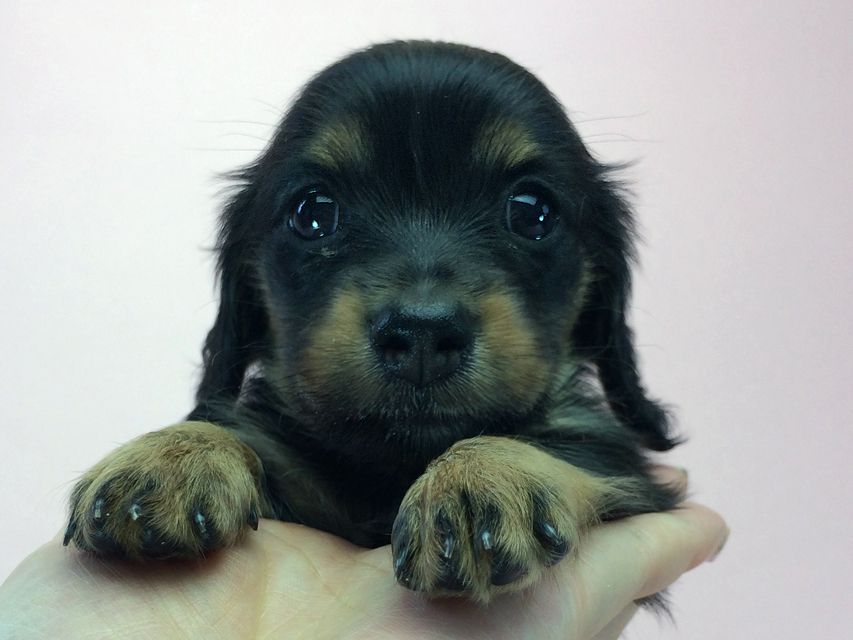 カニンヘン ダックスフンド いちご & ジュピターmiの赤ちゃん