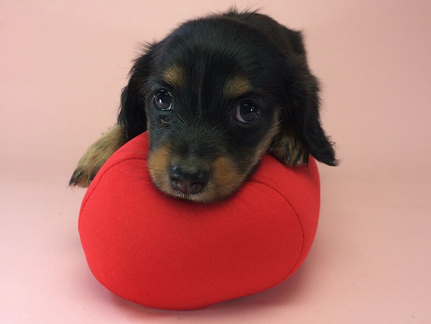 カニンヘン ダックスフンド いちご & ジュピターmiの赤ちゃん