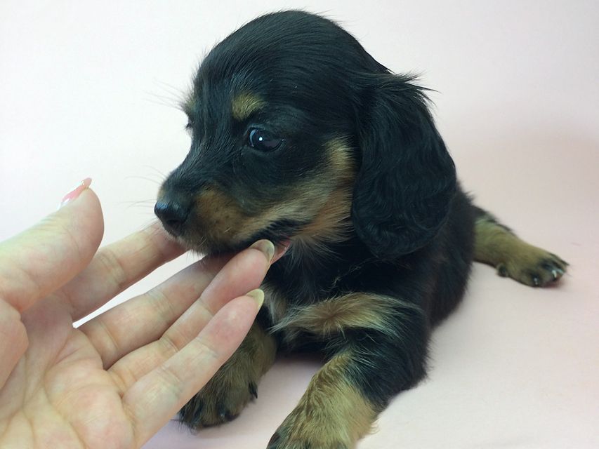 カニンヘン ダックスフンド いちご & ジュピターmiの赤ちゃん