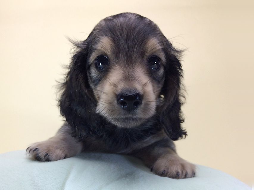 カニンヘン ダックスフンド クレア & オスカルの赤ちゃん 6/30生まれ