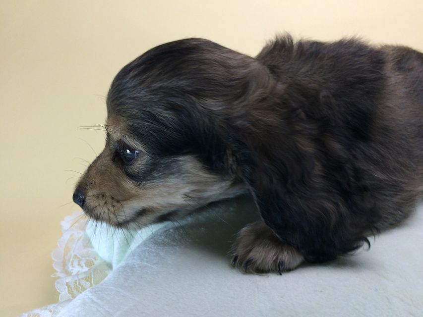 カニンヘン ダックスフンド クレア & オスカルの赤ちゃん 6/30生まれ