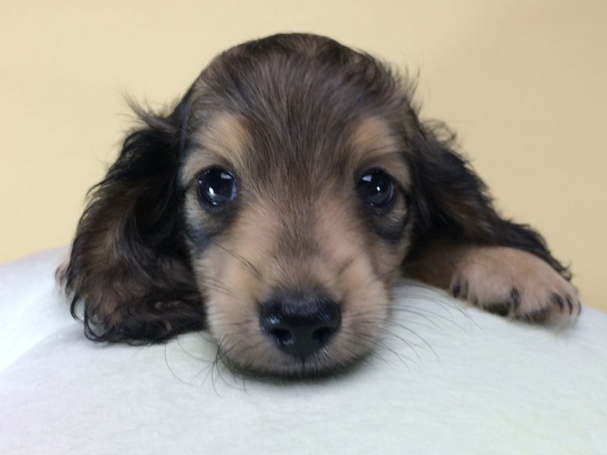 カニンヘン ダックスフンド クレア & オスカルの赤ちゃん 6/30生まれ