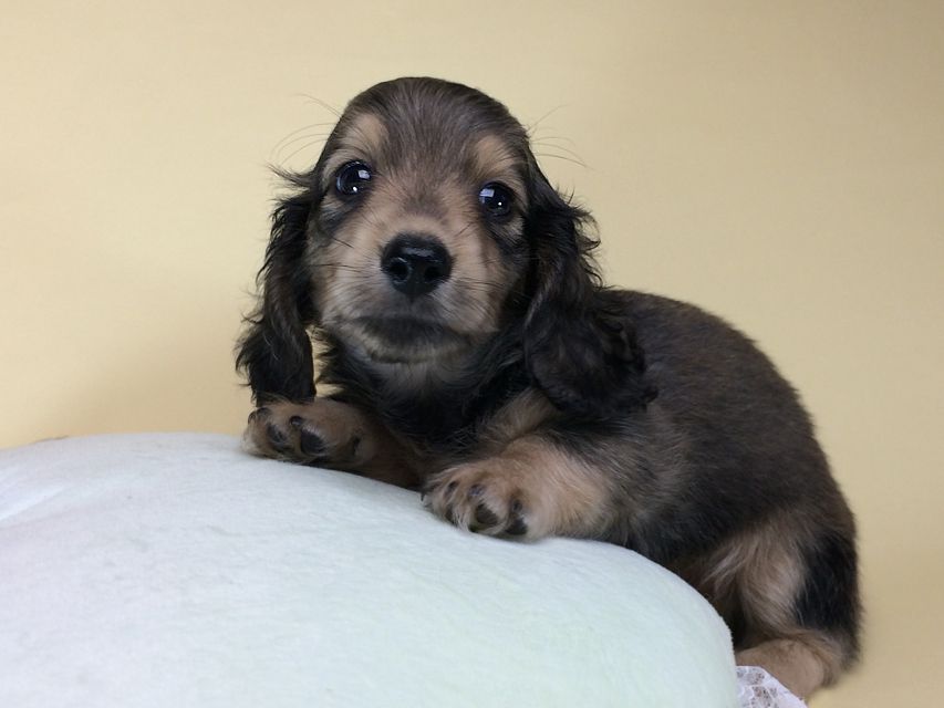 カニンヘン ダックスフンド クレア & オスカルの赤ちゃん 6/30生まれ