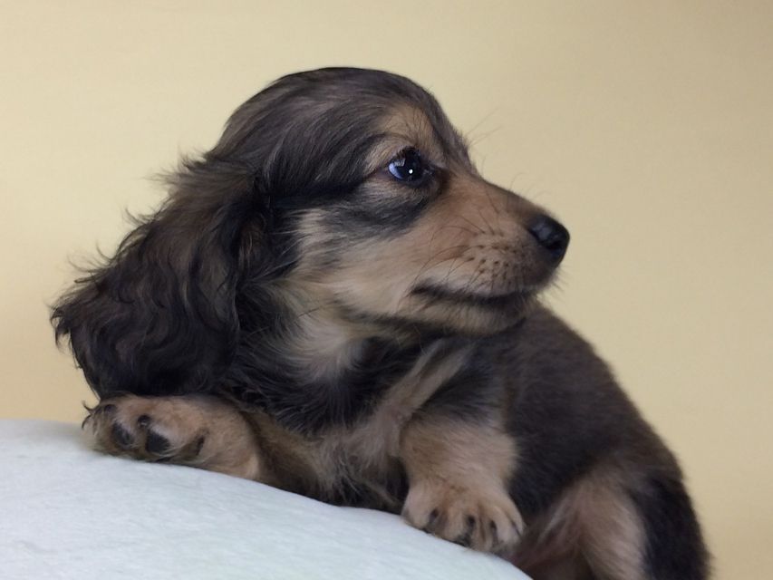 カニンヘン ダックスフンド クレア & オスカルの赤ちゃん 6/30生まれ