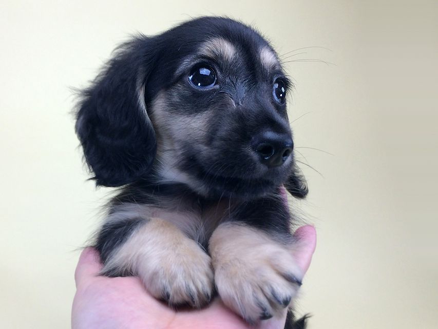 カニンヘンダックス ハッピーベル & 武蔵の赤ちゃん2014-08-19 10.17.17 カニンヘンダックス ハッピーベル & 武蔵の赤ちゃん