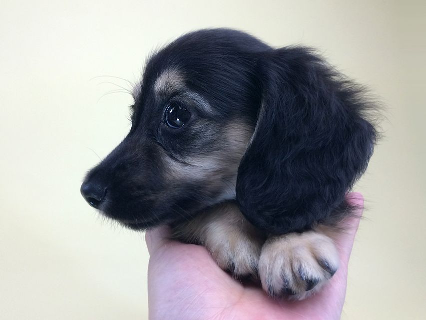 カニンヘンダックス ハッピーベル & 武蔵の赤ちゃん2014-08-19 10.17.24 カニンヘンダックス ハッピーベル & 武蔵の赤ちゃん