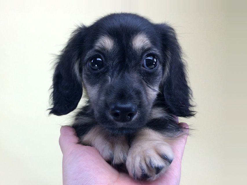 カニンヘンダックス ハッピーベル & 武蔵の赤ちゃん2014-08-19 10.17.27 カニンヘンダックス ハッピーベル & 武蔵の赤ちゃん