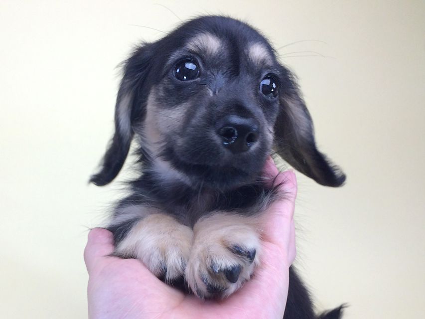 カニンヘンダックス ハッピーベル & 武蔵の赤ちゃん2014-08-19 10.17.33 カニンヘンダックス ハッピーベル & 武蔵の赤ちゃん