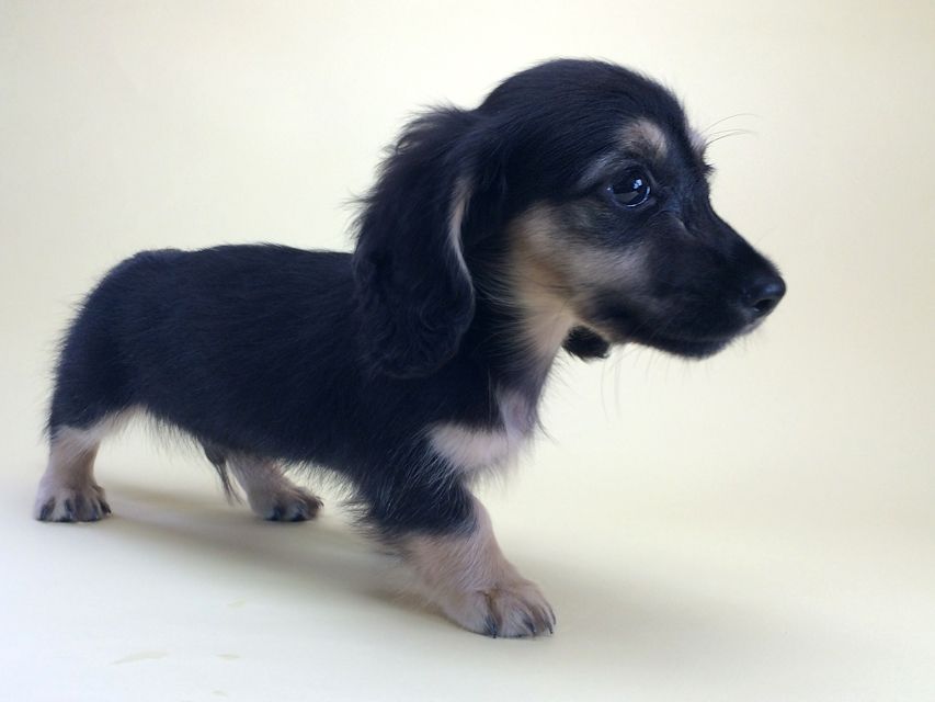 カニンヘンダックス ハッピーベル & 武蔵の赤ちゃん2014-08-19 10.18.12 カニンヘンダックス ハッピーベル & 武蔵の赤ちゃん