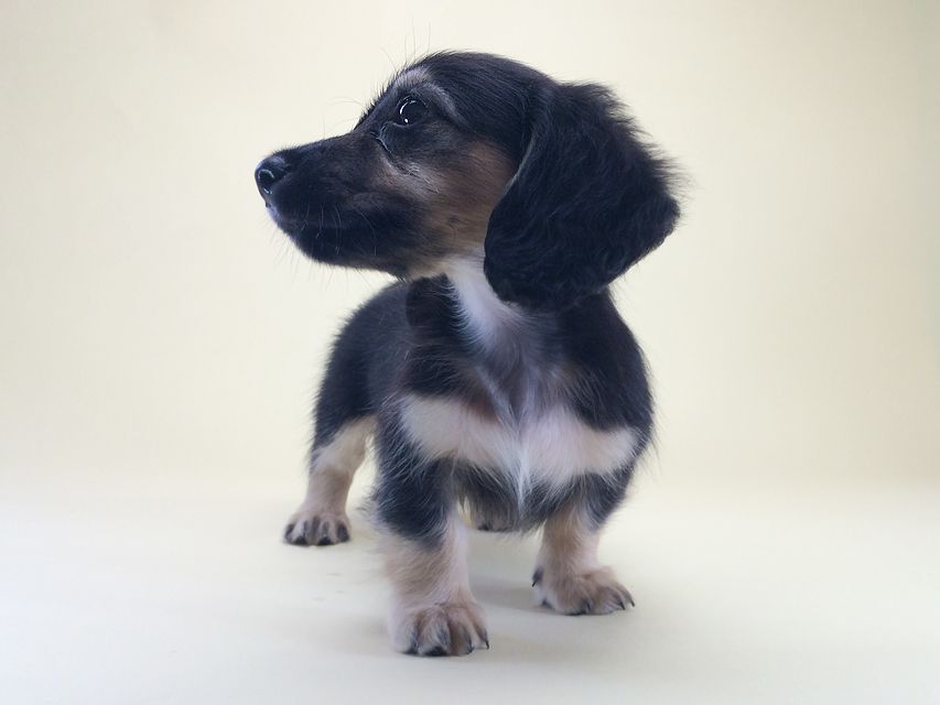 カニンヘンダックス ハッピーベル & 武蔵の赤ちゃん2014-08-19 10.18.26 カニンヘンダックス ハッピーベル & 武蔵の赤ちゃん