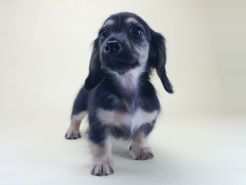 カニンヘンダックス ハッピーベル & 武蔵の赤ちゃん2014-08-19 10.18.37 カニンヘンダックス ハッピーベル & 武蔵の赤ちゃん